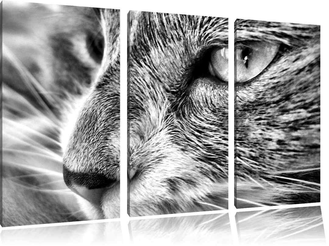 Pixxprint Katze mit blauen Augen als Leinwandbild/Grösse: 3 Teilig (120x80) cm/Wandbild/Kunstdruck/f