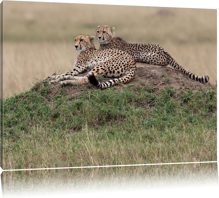 maiestätische Geparden auf Stein Leinwand, XXL riesige Bilder fertig gerahmt mit Keilrahmen, Kunstdr