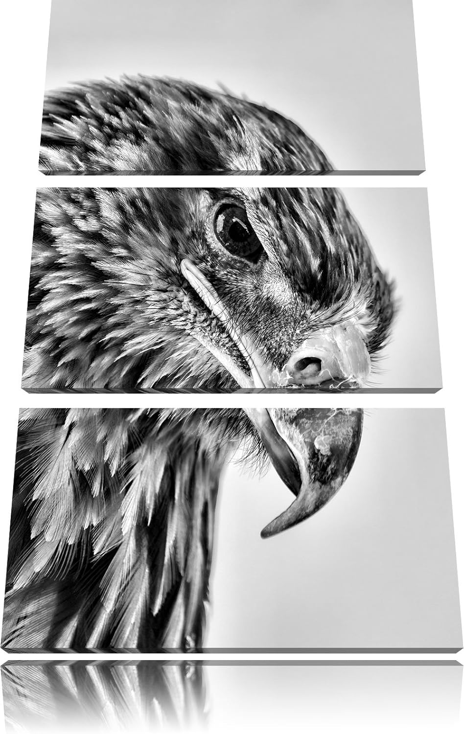 Pixxprint Adler Porträt als Leinwandbild/Grösse: 3 Teilig (120x80) / Wandbild/Kunstdruck/fertig besp