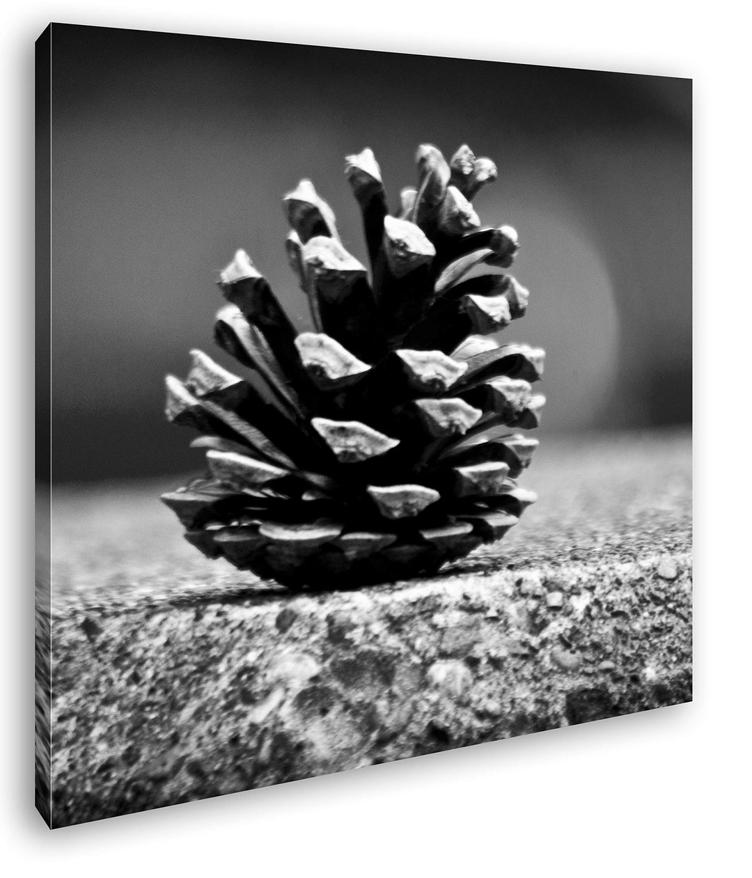 deyoli kleine Tannenzapfen im Format: 70x70 Effekt: Schwarz&amp;Weiss als Leinwandbild, Motiv auf Echtho