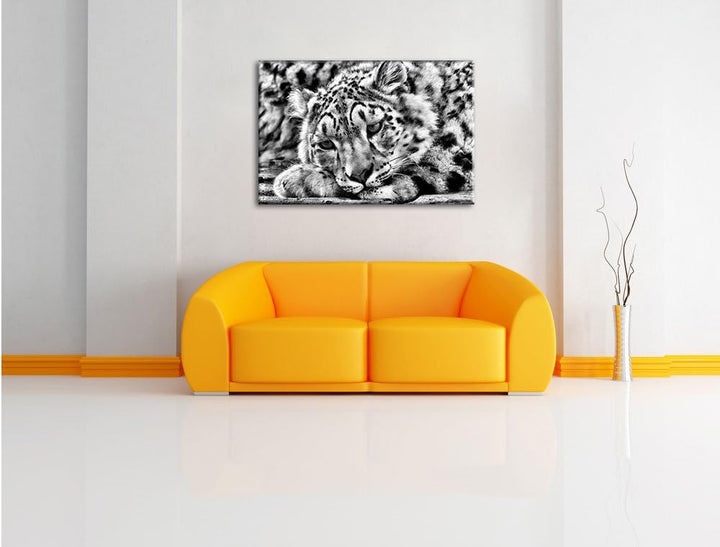 Pixxprint ruhender Schneeleopard / 100x70cm Leinwandbild bespannt auf Holzrahmen/Wandbild Kunstdruck