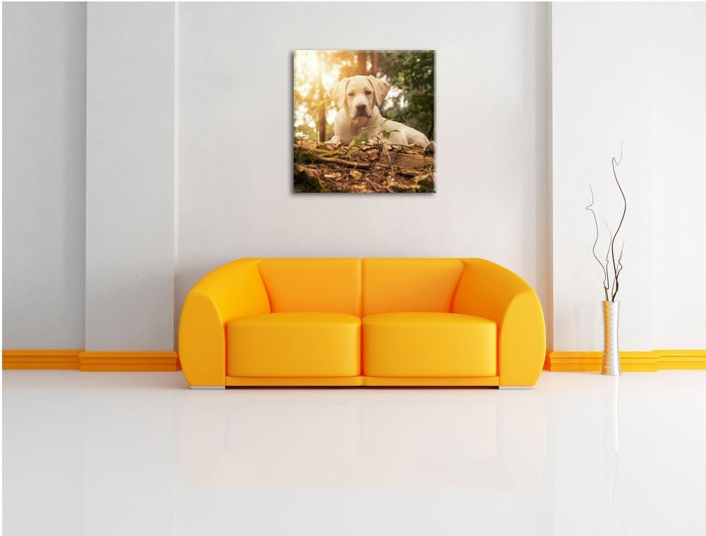 Pixxprint Hund im Wald bei Sonneuntergang als Leinwandbild/Grösse: 70x70 cm/Wandbild/Kunstdruck/fert