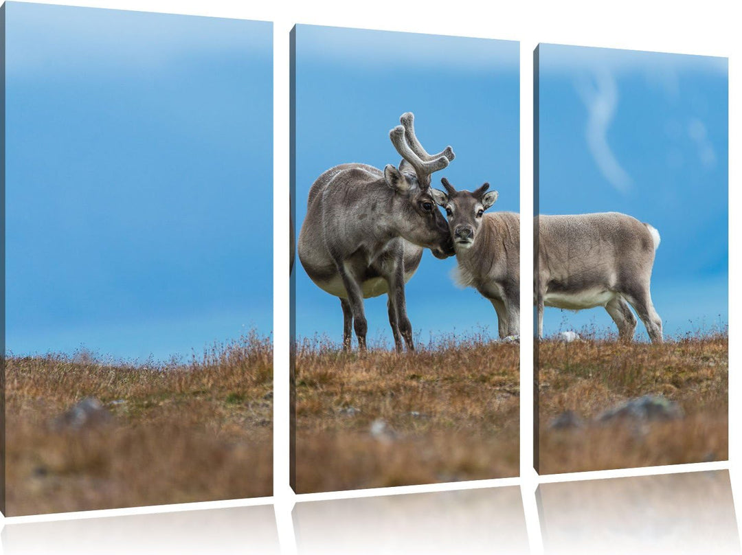 Pixxprint Rentiere die miteinander schmusen als Leinwandbild | Grösse: 3 Teilig (120x80) | Wandbild|