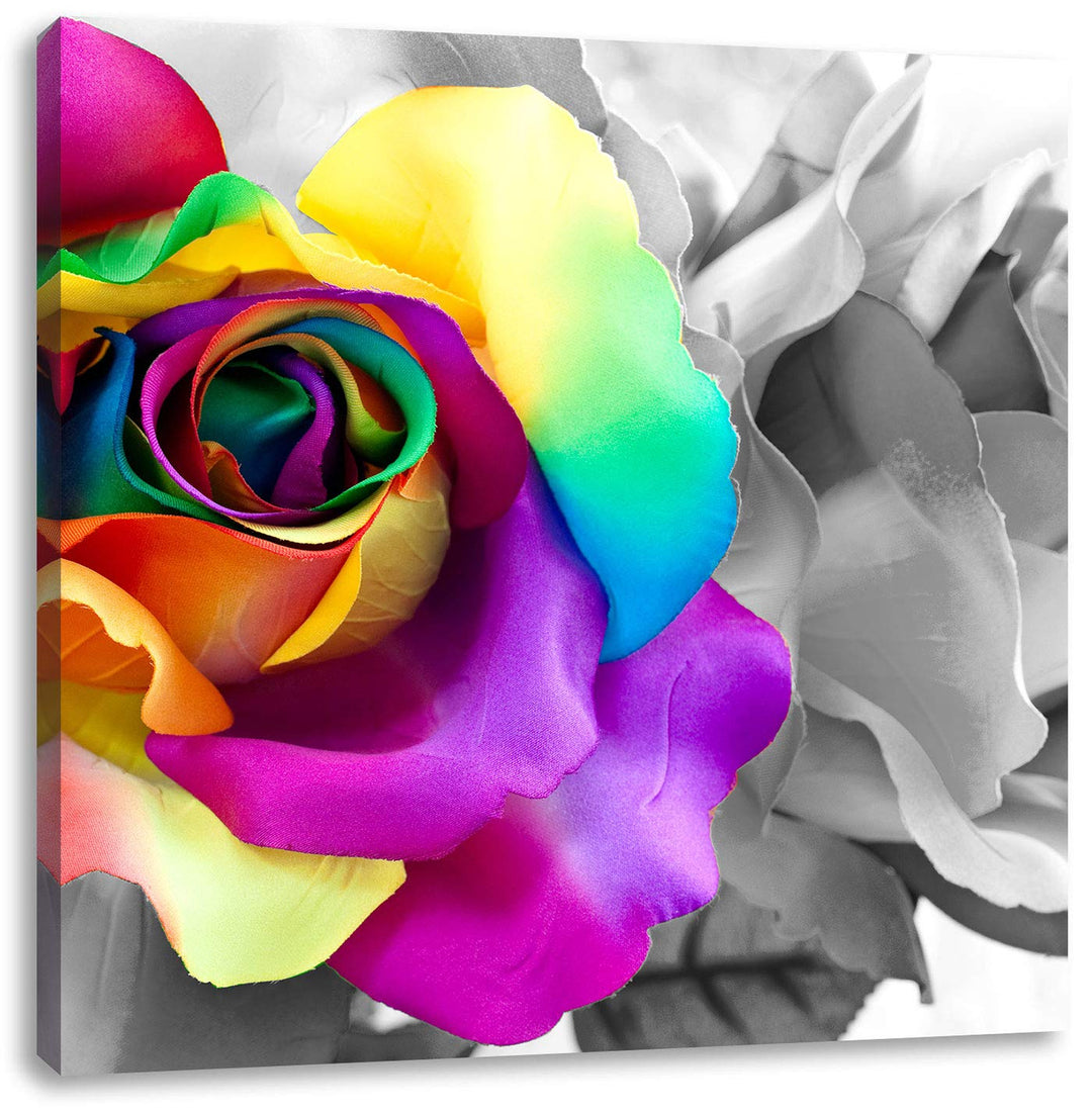 Pixxprint Kunterbunte Rosenblätter / 70x70cm Leinwandbild bespannt auf Holzrahmen/Wandbild Kunstdruc