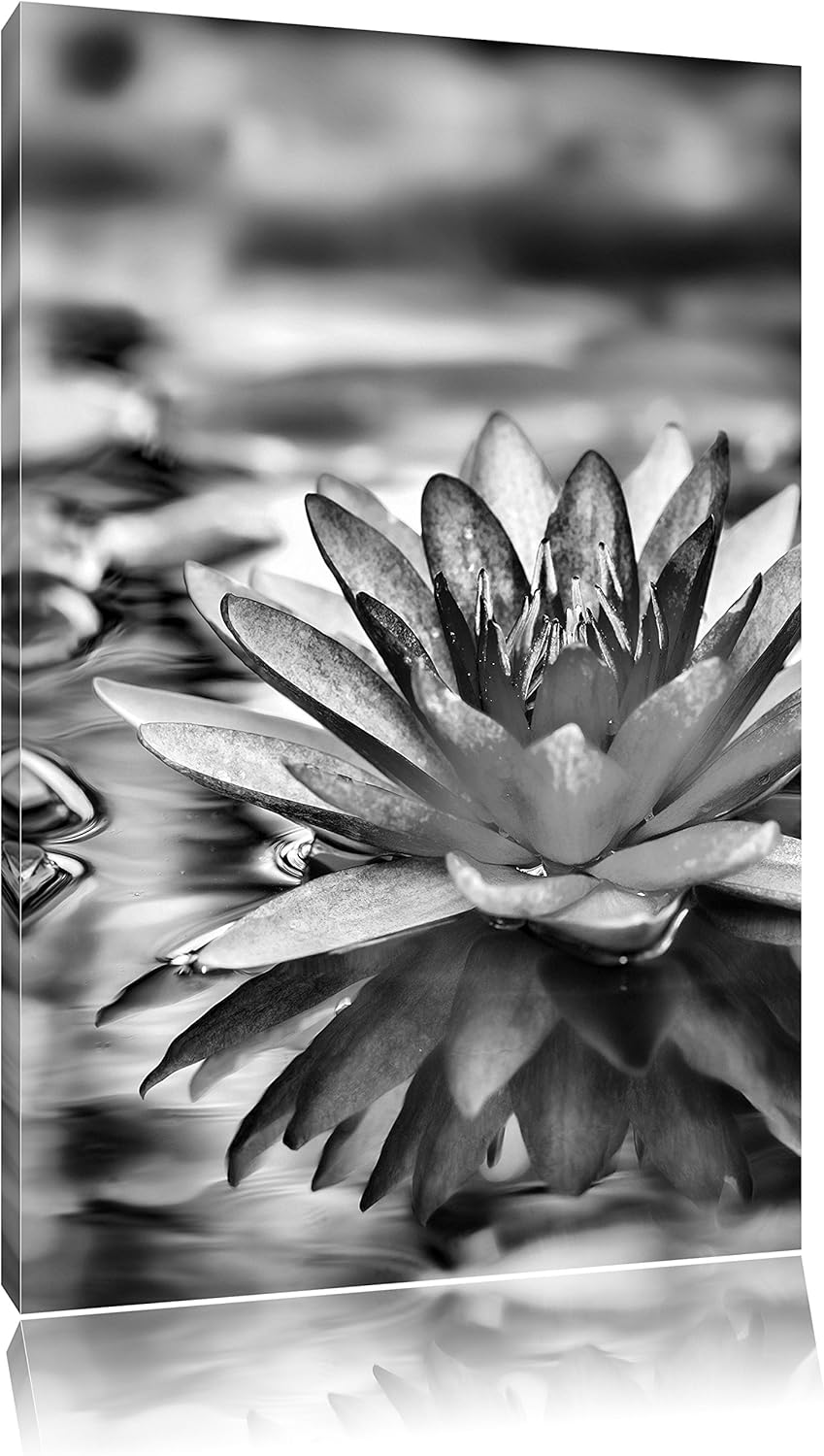 Pixxprint Anmutige Seerose mit Blättern als Leinwandbild/Grösse: 100x70 cm/Wandbild/Kunstdruck/ferti