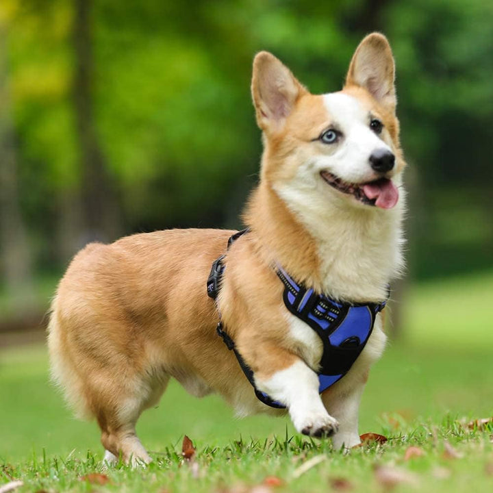 rabbitgoo Hundegeschirr Mittelgrosse Hunde, Anti Zug Geschirr mit Kontrolle, No Pull Verstellbar Hun