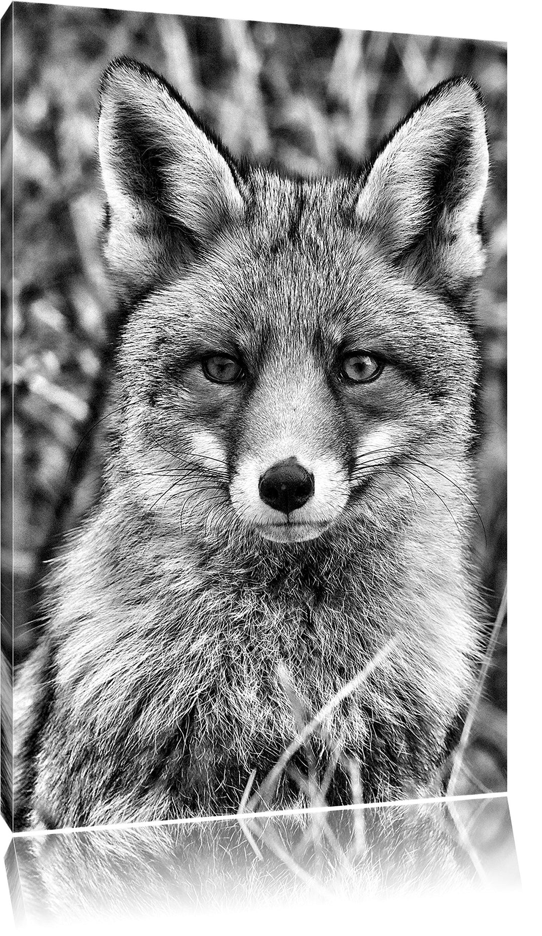 Pixxprint aufmerksamer Fuchs im Geäst / 100x70cm Leinwandbild bespannt auf Holzrahmen/Wandbild Kunst
