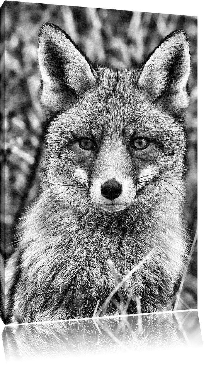 Pixxprint aufmerksamer Fuchs im Geäst / 100x70cm Leinwandbild bespannt auf Holzrahmen/Wandbild Kunst