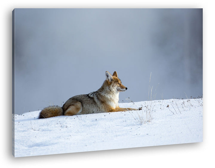 deyoli ruhig liegender Kojote im Schnee Format: 100x70 als Leinwand, Motiv fertig gerahmt auf Echtho