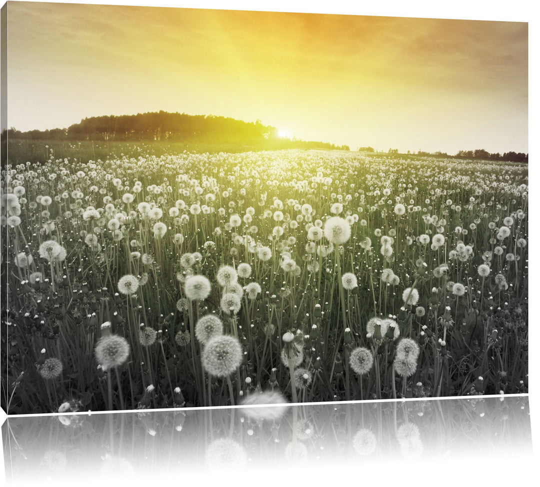 Pixxprint Pusteblumen Sonnenuntergang als Leinwandbild/Grösse: 100x70 / Wandbild/Kunstdruck/fertig b