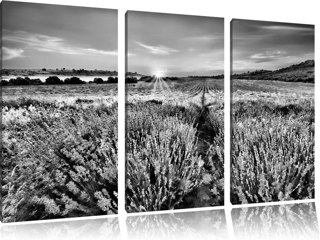 Pixxprint Lavendelfeld in Frankreich als Leinwandbild/Grösse: 3 Teilig (120x80) cm/Wandbild/Kunstdru