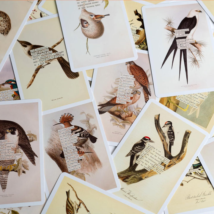 An Almanac of Birds: 100 Divinations for Uncertain Days, Karten