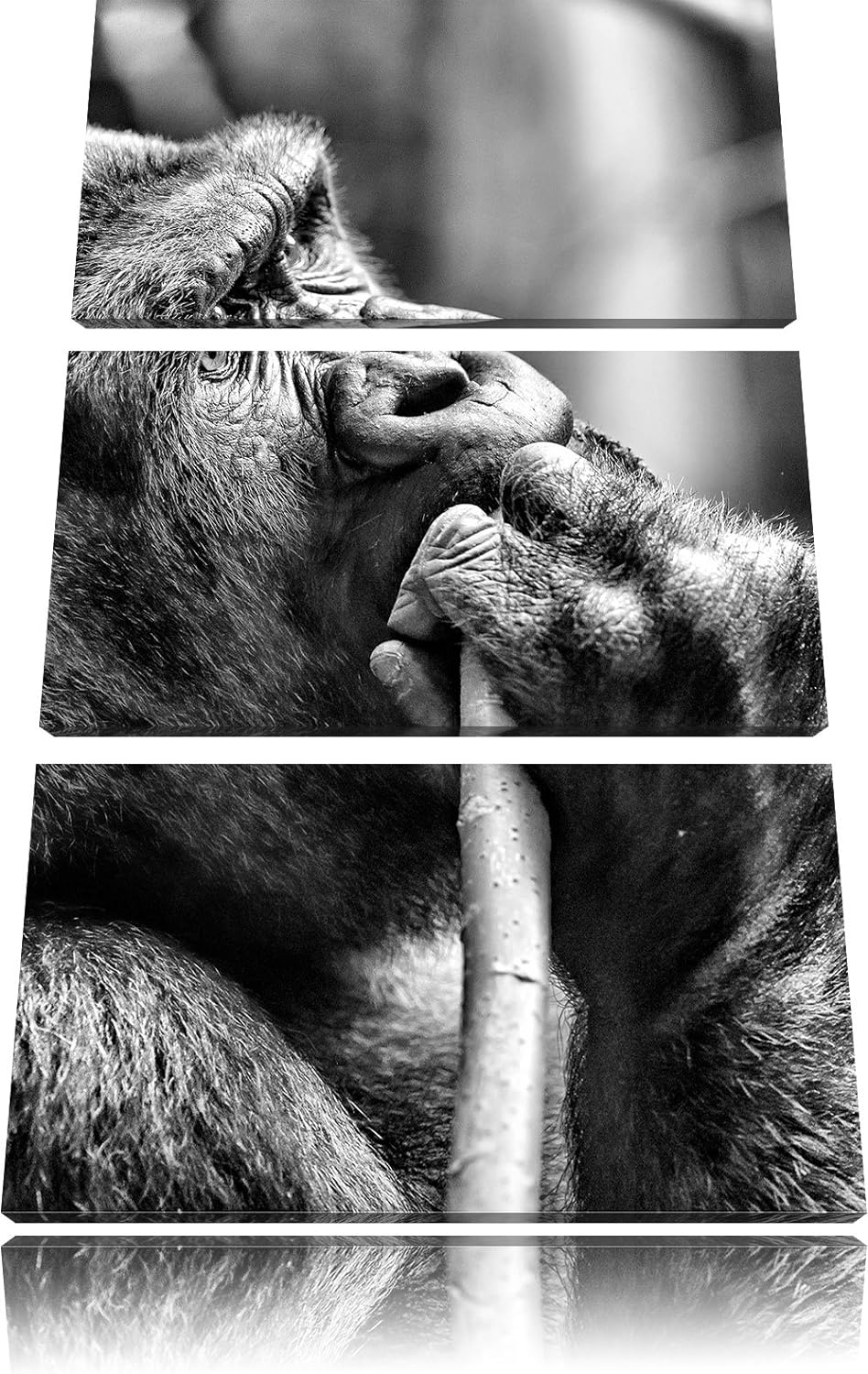 Pixxprint Gorilla isst als Leinwandbild/Grösse: 3 Teilig (120x80) cm/Wandbild/Kunstdruck/fertig besp