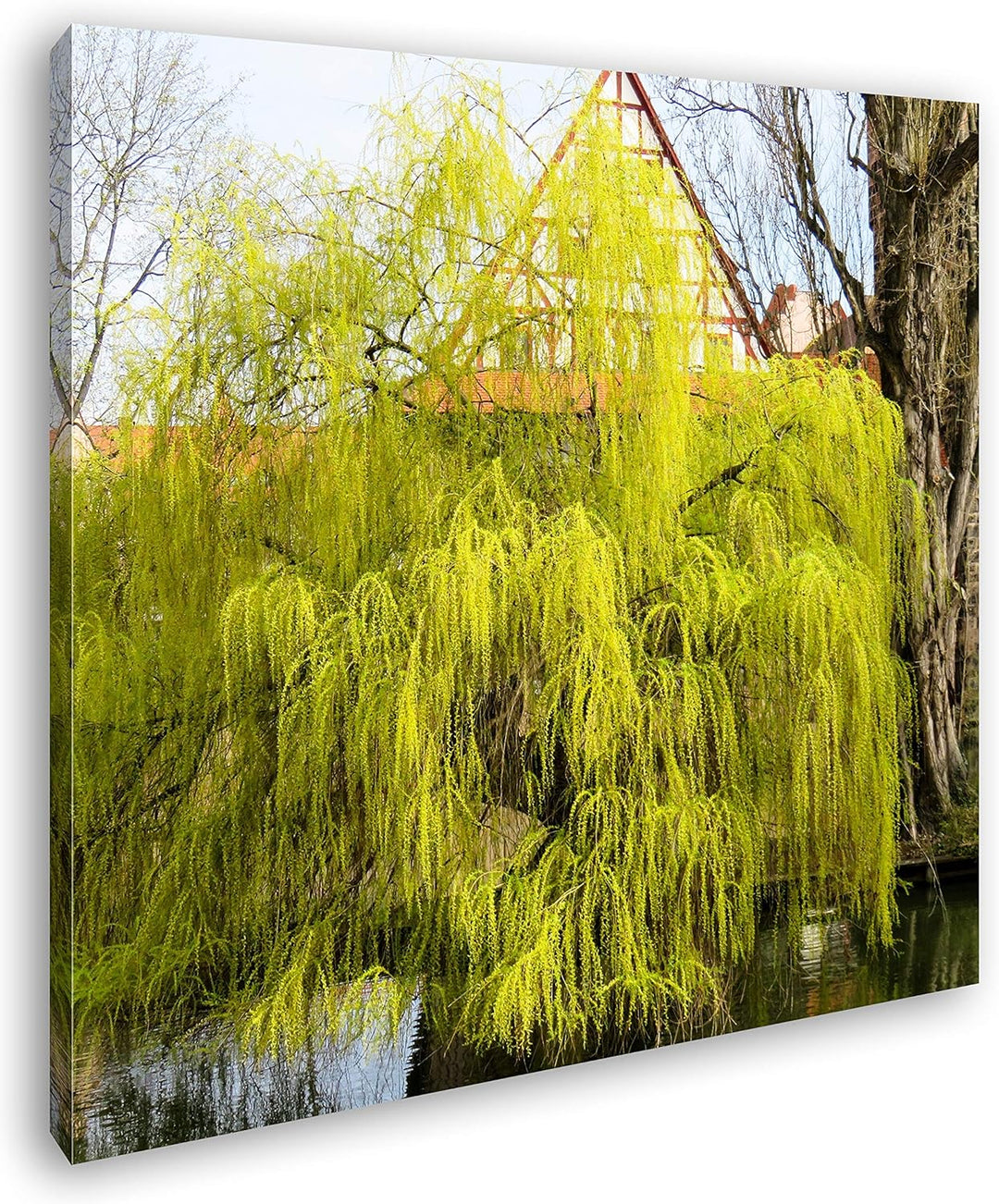 deyoli Junge Trauerweide am Flussufer Format: 70x70 als Leinwandbild, Motiv fertig gerahmt auf Echth