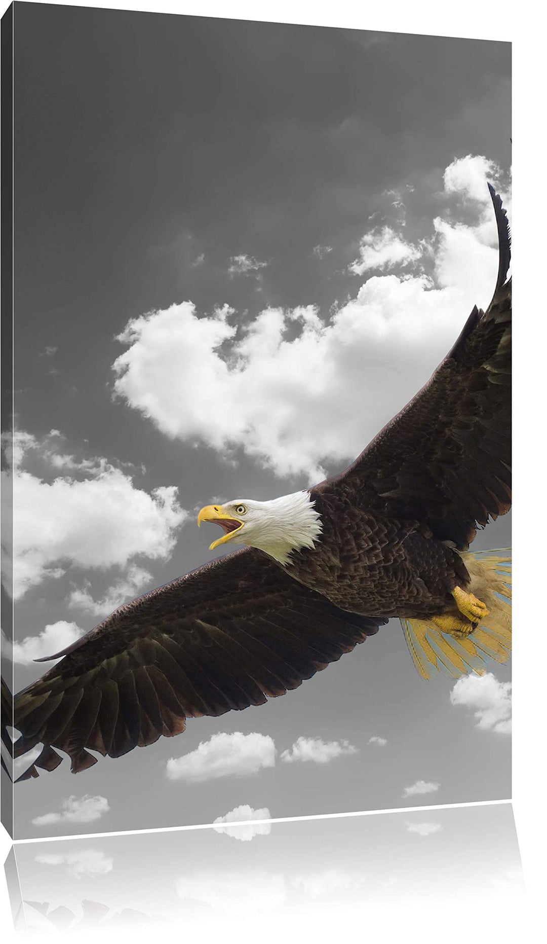 Pixxprint prächtiger Weisskopfseeadler im Flug als Leinwandbild/Grösse: 120x80 cm/Wandbild/Kunstdruc