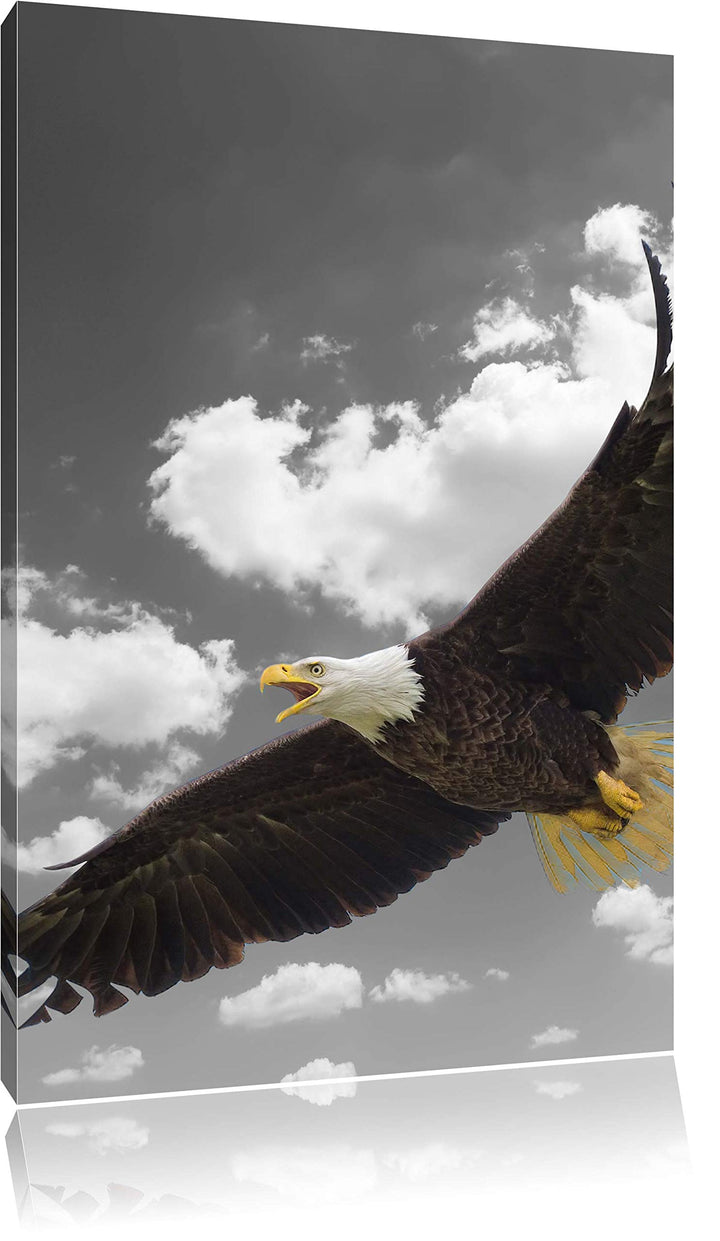 Pixxprint prächtiger Weisskopfseeadler im Flug als Leinwandbild/Grösse: 120x80 cm/Wandbild/Kunstdruc