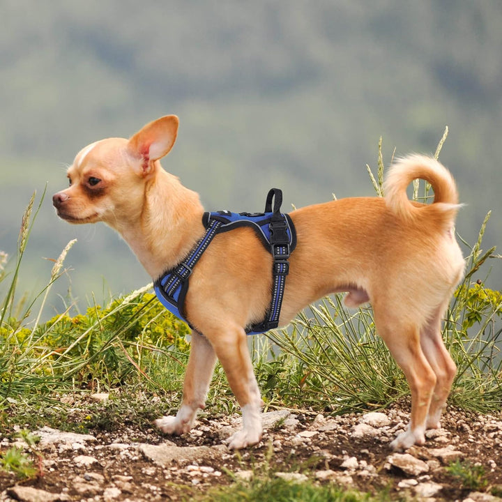 rabbitgoo Hundegeschirr Kleine Hunde, Anti Zug Geschirr mit Kontrolle, No Pull Verstellbar Hundegesc