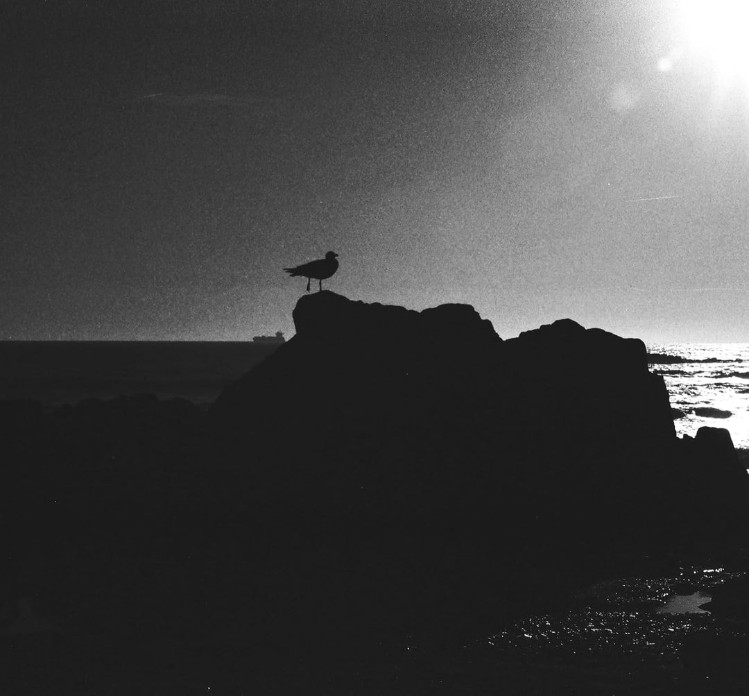 400 ASA B+W Rollfilm 120mm + Filmentwicklung + Scann mit Rückversand der Negative