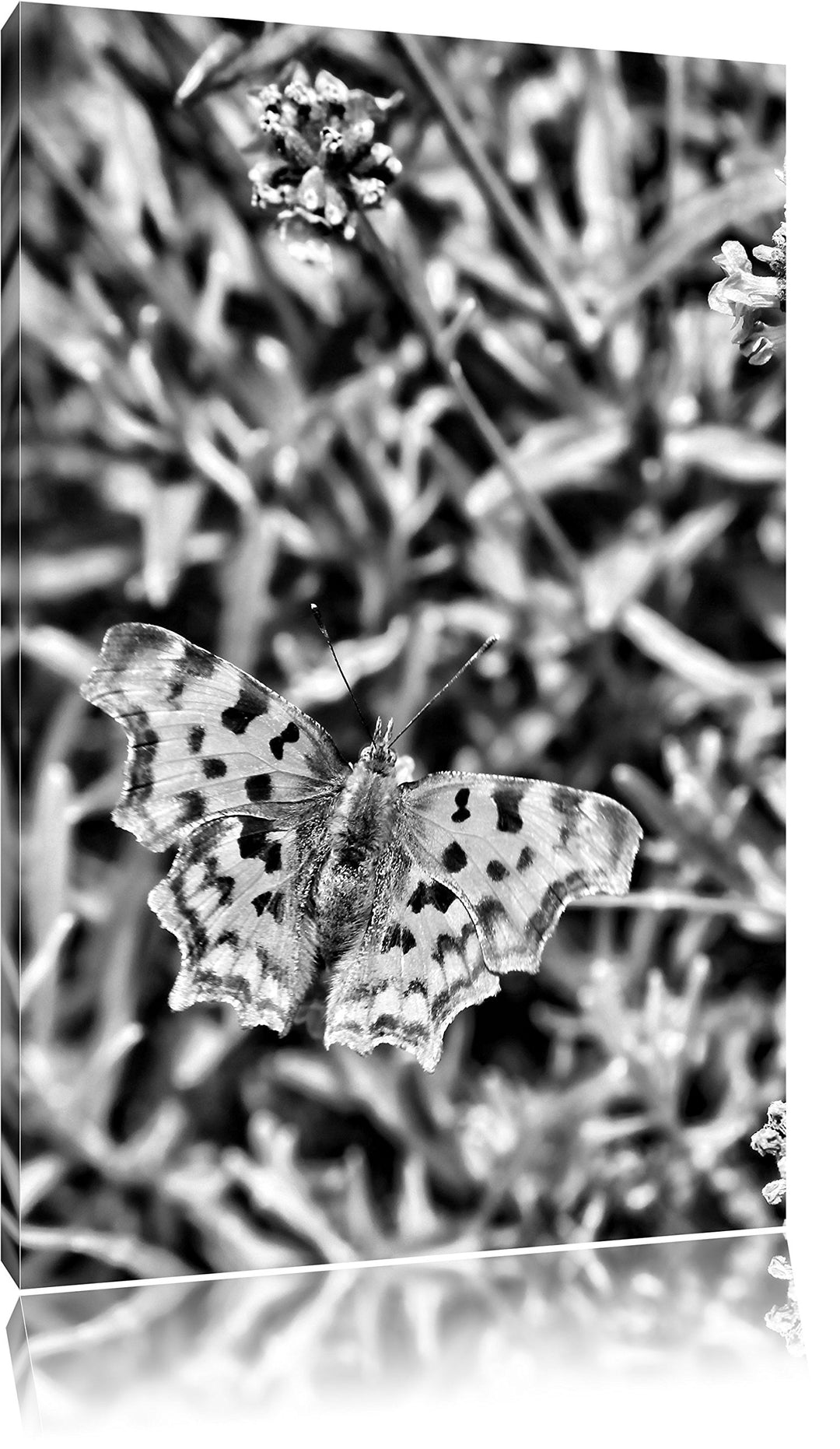 Pixxprint Monocrome, schöner Schmetterling auf Blumenwiese, Format: 100x70 auf Leinwand, XXL riesige