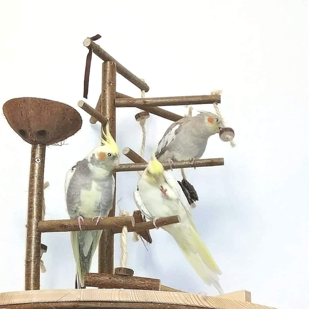 Vogelgaleria® Premium Vogelspielplatz gross für die Wand-Montage | 2 abnehmbare Natur Kletterbäume a
