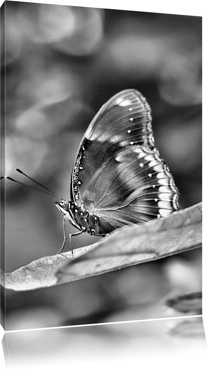 Pixxprint Monocrome, kleine bräunlicher Schmetterling, Format: 100x70 auf Leinwand, XXL riesige Bild