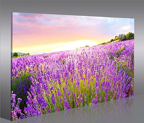 islandburner Bild Bilder auf Leinwand Lavendelfeld 1p XXL Poster Leinwandbild Wandbild art up your l