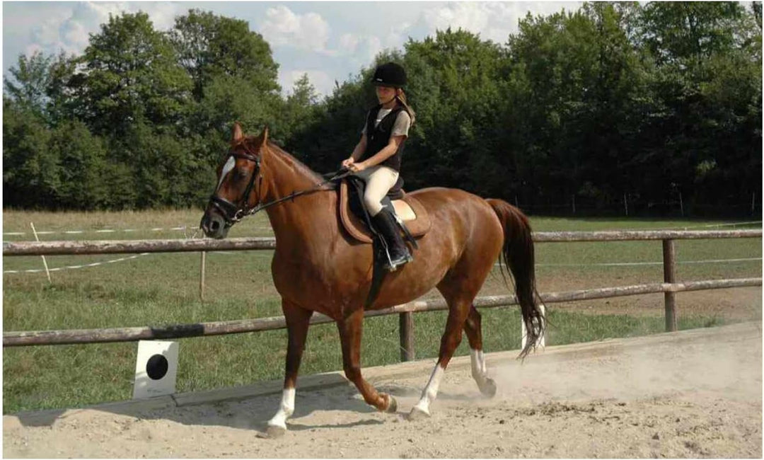 Harrys Horse Stiefel und Helmtasche extra Helmtasche Reitstiefeltasche Tragetasche für Reitstiefel s