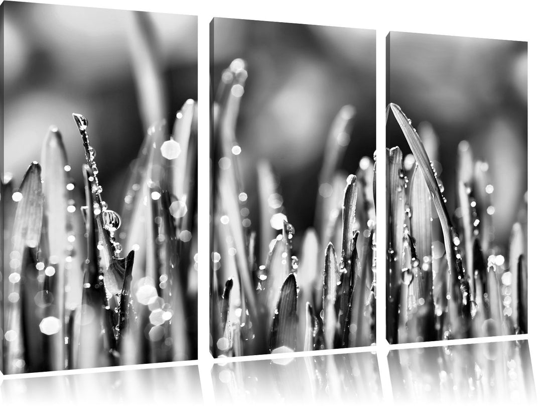 Pixxprint Monocrome, Grashalme mit Tauwasser 3-Teiler Leinwandbild 120x80 Bild auf Leinwand