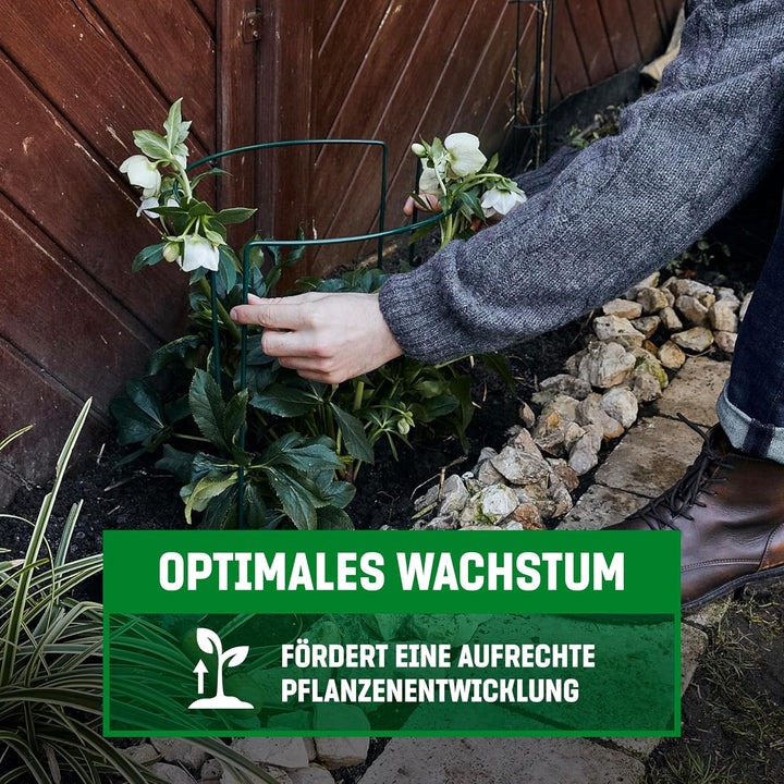 GardenGloss® Strauchstützen aus beschichtetem Stahl (5 Stück) - Staudenhalter halbrund 70cm x 40cm -