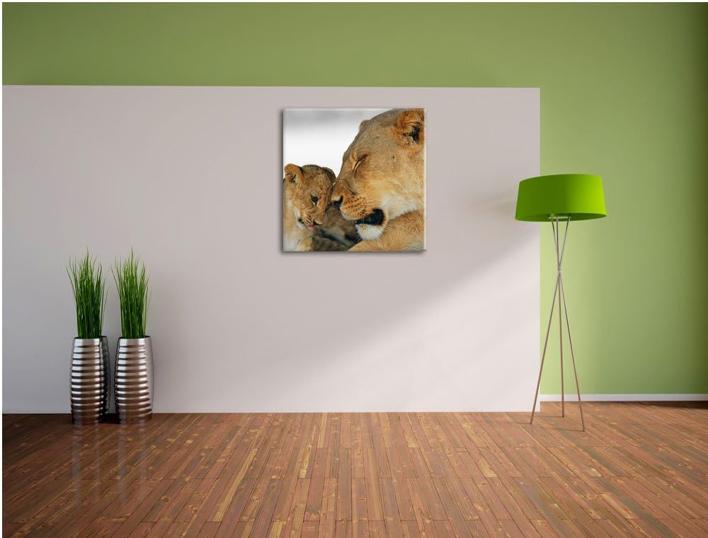 Pixxprint Löwenmutter schmusend mit Junges als Leinwandbild/Grösse: 70x70 cm/Wandbild/Kunstdruck/fer