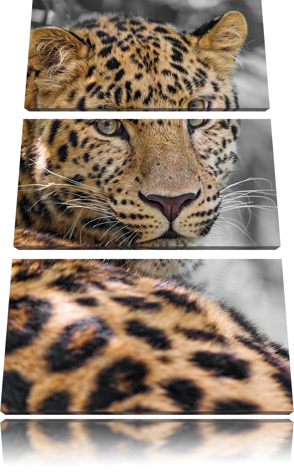 Pixxprint aufmerksamer Leopard im Schatten als Leinwandbild/Grösse: 3 Teilig (120x80) cm/Wandbild/Ku