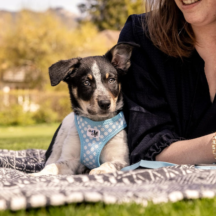 Vest Harness curli Clasp Air-Mesh SkyBlue-Circles 3XS & Leash M, Skyblue-Circles 3XS