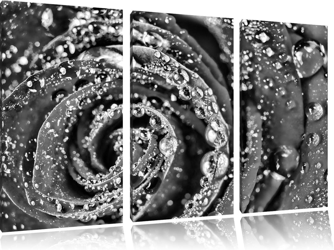 Pixxprint Monocrome, Elegante rote Rose mit Wassertropfen 3-Teiler Leinwandbild 120x80 Bild auf Lein