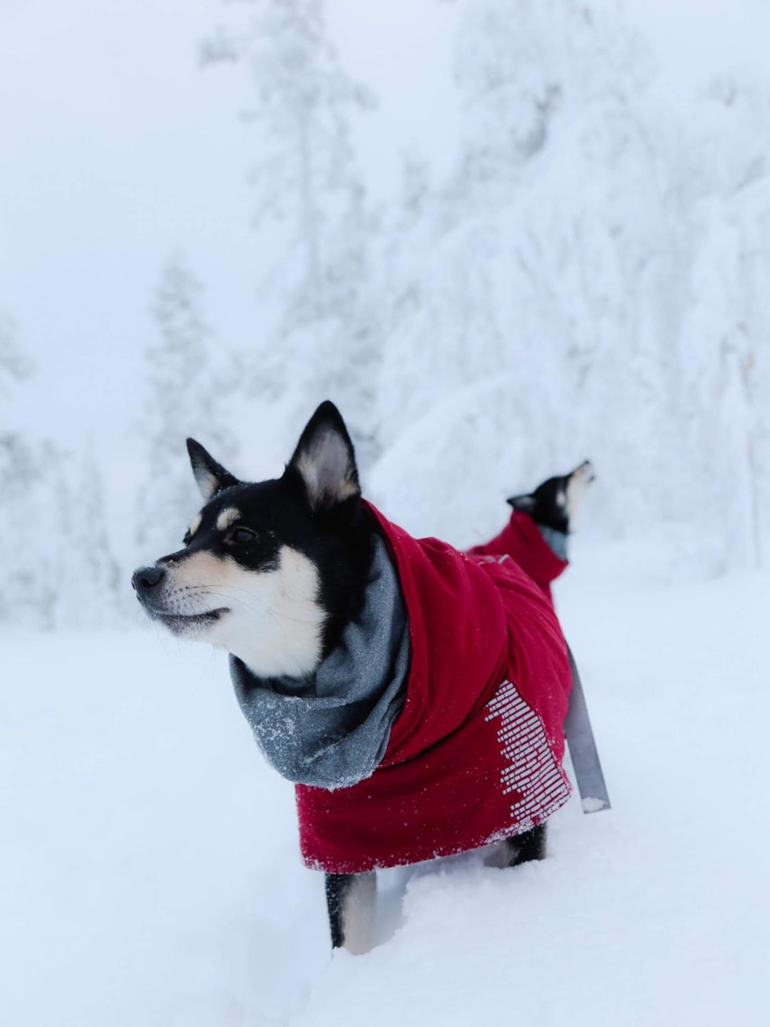 Hurtta Extreme Warmer Hundemantel, Winterjacke für Hunde Weinrot 40 cm
