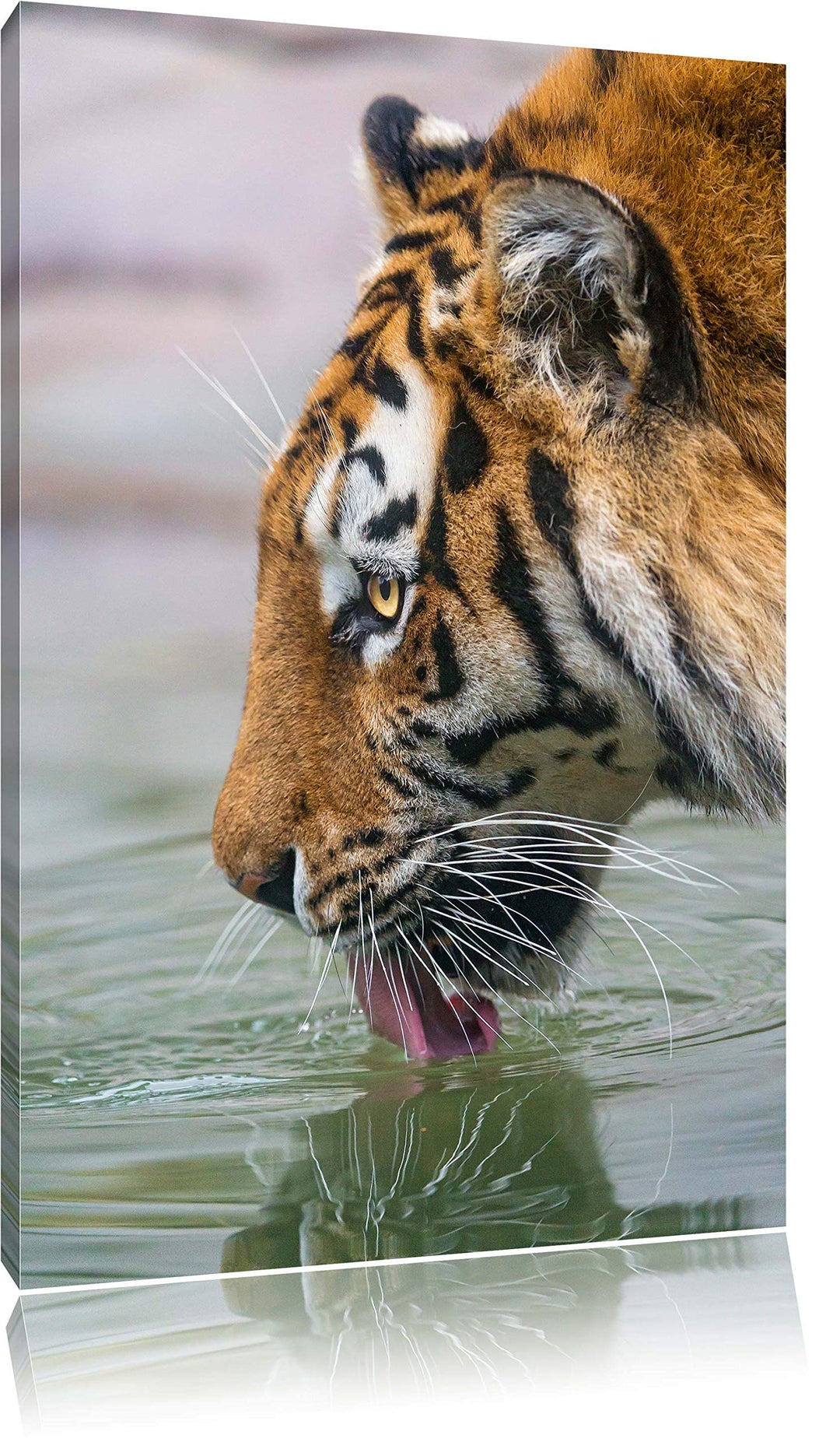 Pixxprint Tiger am Wasserloch auf Leinwand, XXL riesige Bilder fertig gerahmt mit Keilrahmen, Kunstd
