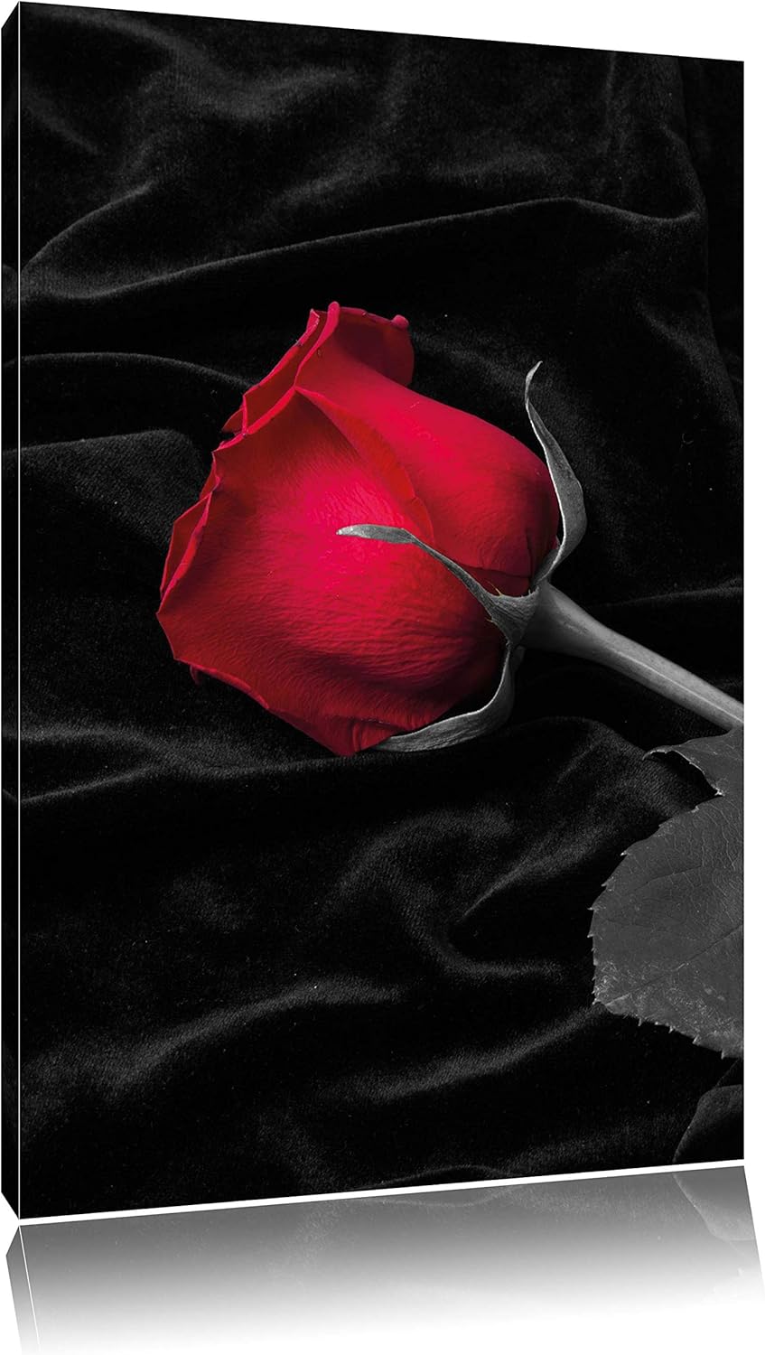 Pixxprint rote Rose gebettet auf schwarzem Samt als Leinwandbild/Grösse: 100x70 cm/Wandbild/Kunstdru