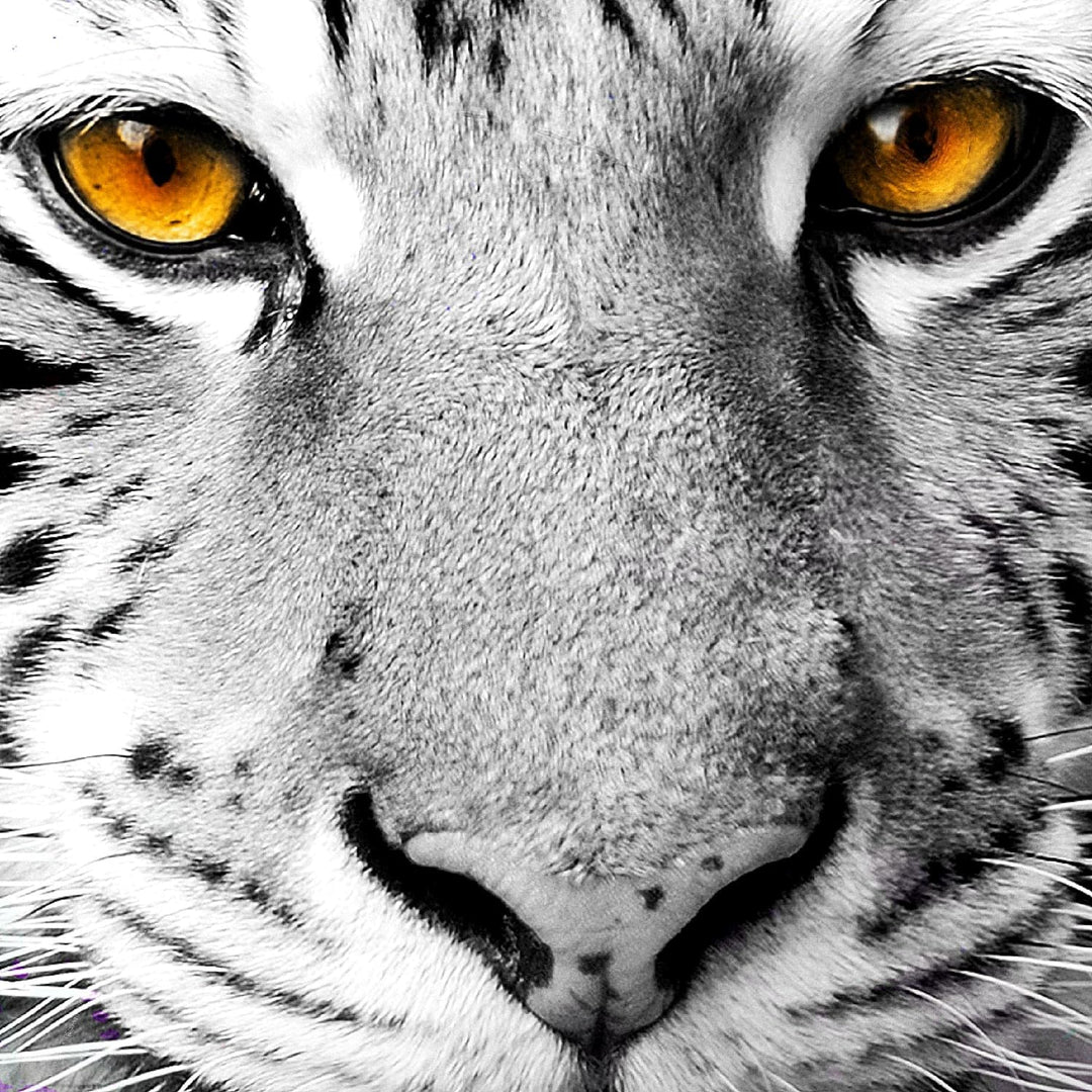 Runa Art Wandbilder Tiere Bunt Tiger 5 Teilig Bild auf Vlies Leinwand Deko Loft Wohnzimmer Street Ar