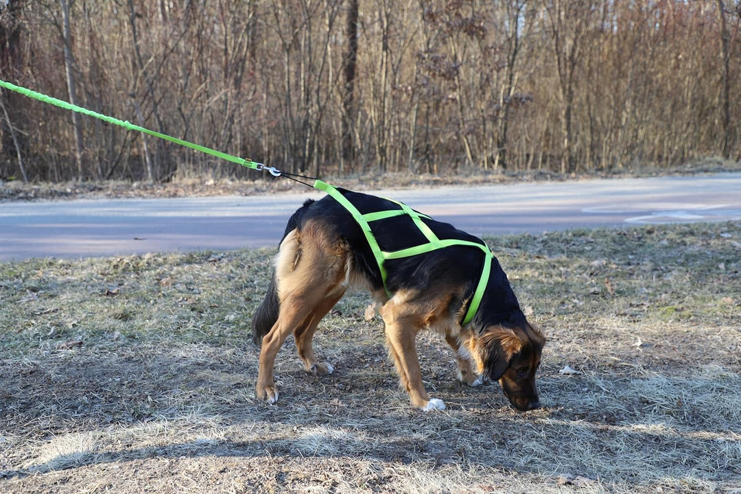 Dingo Hundegeschirre Sled Farbe Grün Zuggeschirr Canicross Bike-Ski-Jöring Training Dogtrekking Gros
