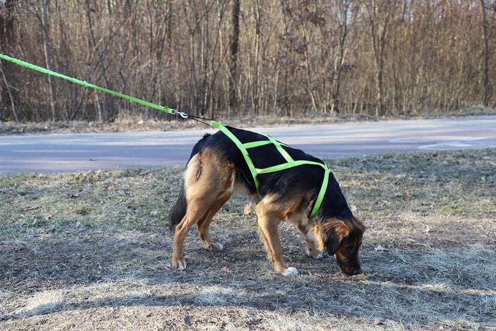 Dingo Hundegeschirre Sled Farbe Grün Zuggeschirr Canicross Bike-Ski-Jöring Training Dogtrekking Gros