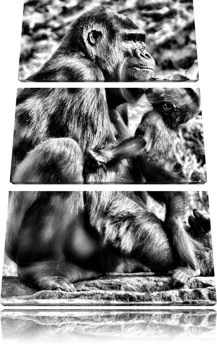 Pixxprint Gorilla-Baby küsst Seine Mutter als Leinwandbild/Grösse: 3 Teilig (120x80) cm/Wandbild/Kun