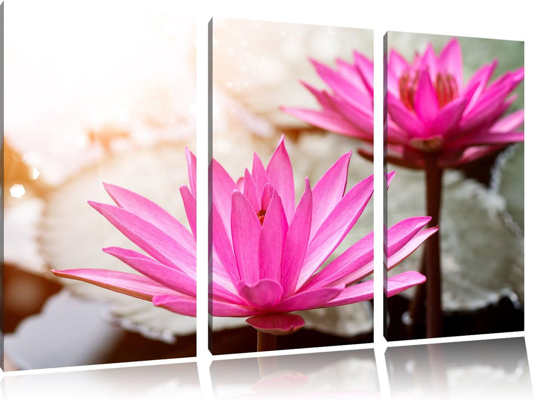 Pixxprint Lilafarbene Wasserlilie als Leinwandbild | Grösse: 3 Teilig (120x80) | Wandbild| Kunstdruc