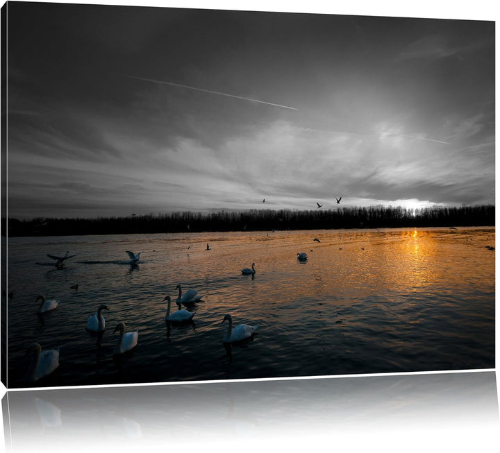 Weisse Schwäne im Sonnenuntergang schwarz/weiss Format: 100x70 auf Leinwand, XXL riesige Bilder fert