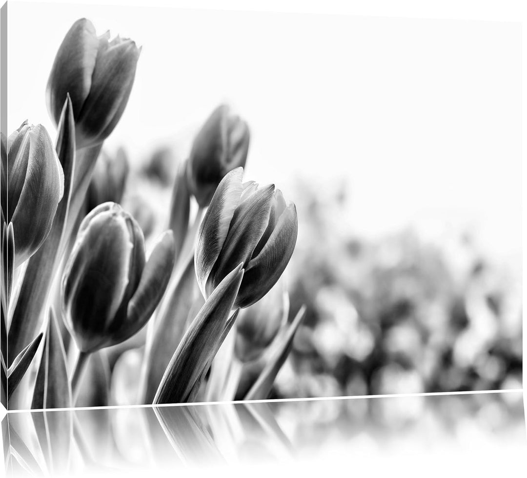 Pixxprint Bunte Tulpenwiese als Leinwandbild | Grösse: 100x70 cm | Wandbild | Kunstdruck | fertig be