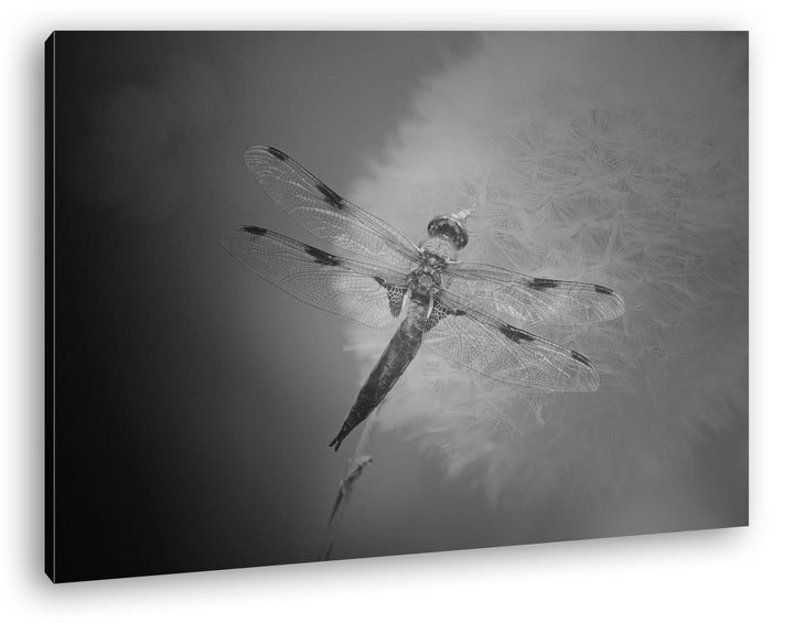 deyoli stolze Libelle Format: 80x60 Effekt: Schwarz/Weiss als Leinwand, Motiv fertig gerahmt auf Ech