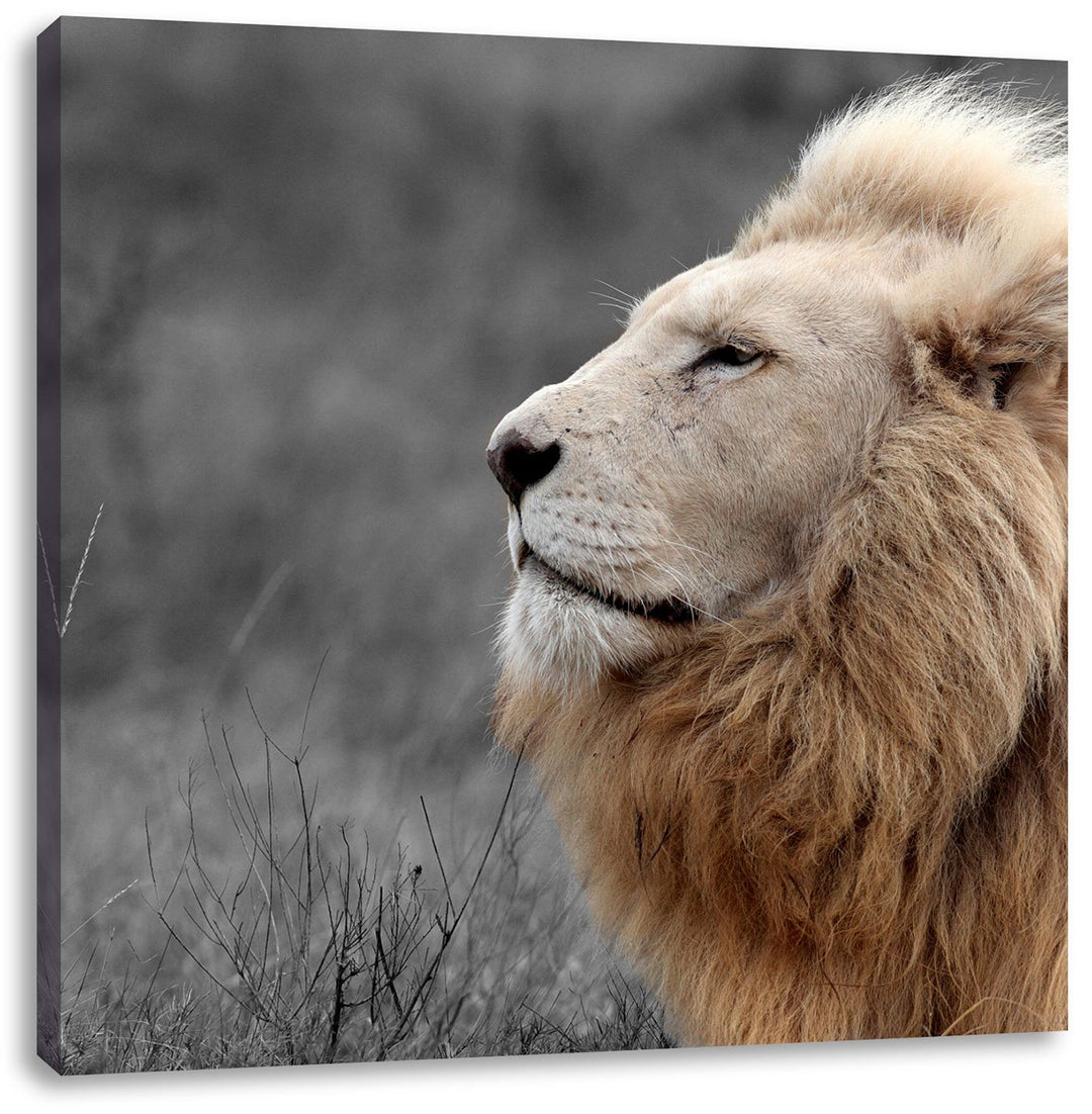 Pixxprint Weisser Löwe in der Savanne als Leinwandbild/Grösse: 70x70 cm/Wandbild/Kunstdruck/fertig b