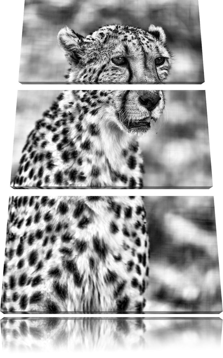 Pixxprint ausgewachsener Gepard als Leinwandbild/Grösse: 3 Teilig (120x80) cm/Wandbild/Kunstdruck/fe