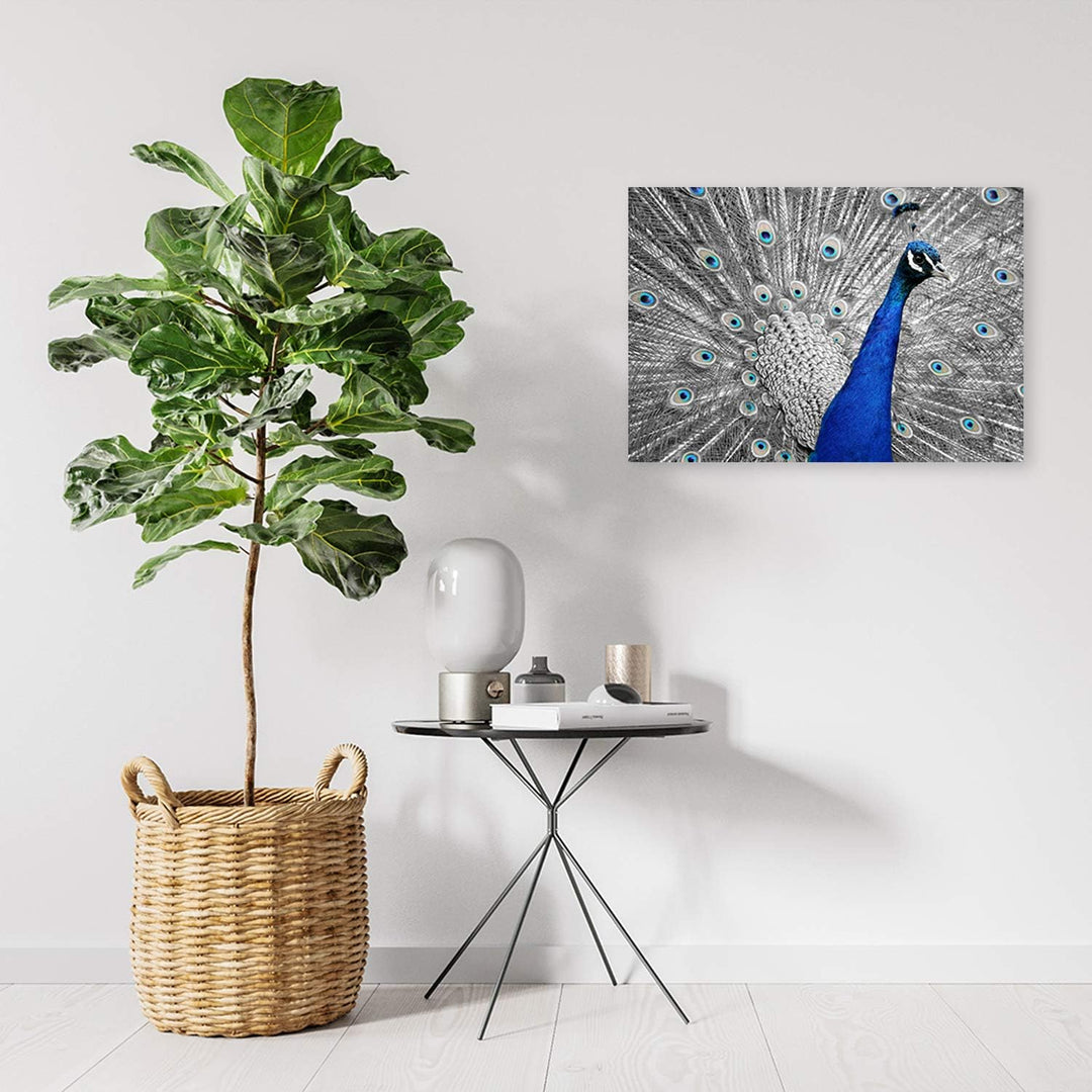 Feeby Wandbild Pfau Druckbild Leinwandbild Vogel Blau 70x50 cm M14236 70x50 cm, M14236 70x50 cm