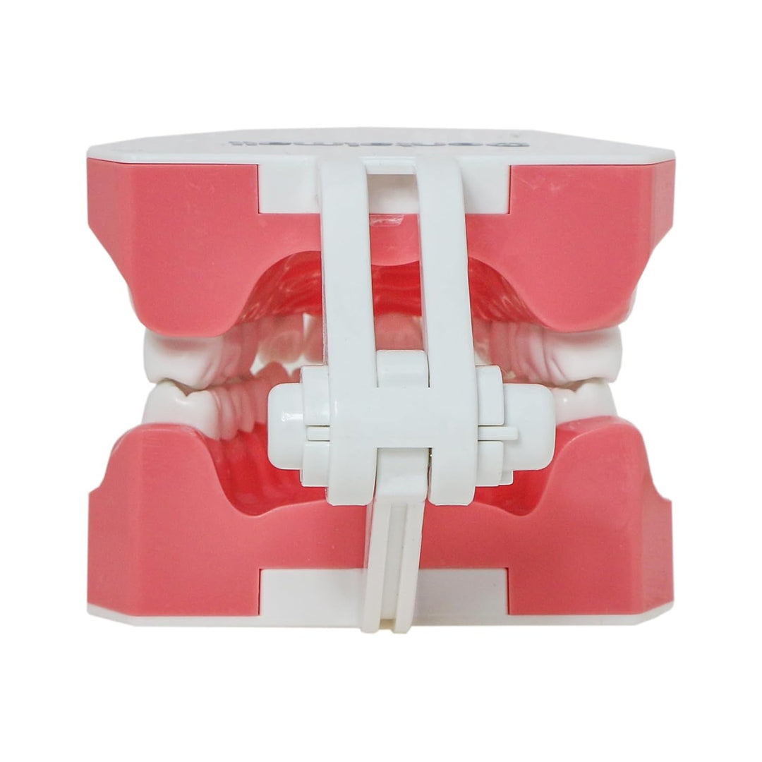 DENTALMALL Zahnputz-Modell, Zähne, Typodont, Muster, sichtbar, Anatomie, Demonstration, Lehr, Standa