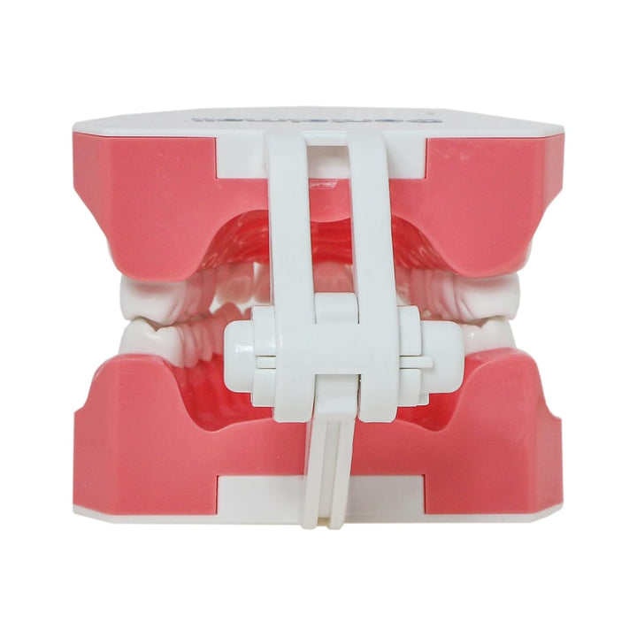 DENTALMALL Zahnputz-Modell, Zähne, Typodont, Muster, sichtbar, Anatomie, Demonstration, Lehr, Standa