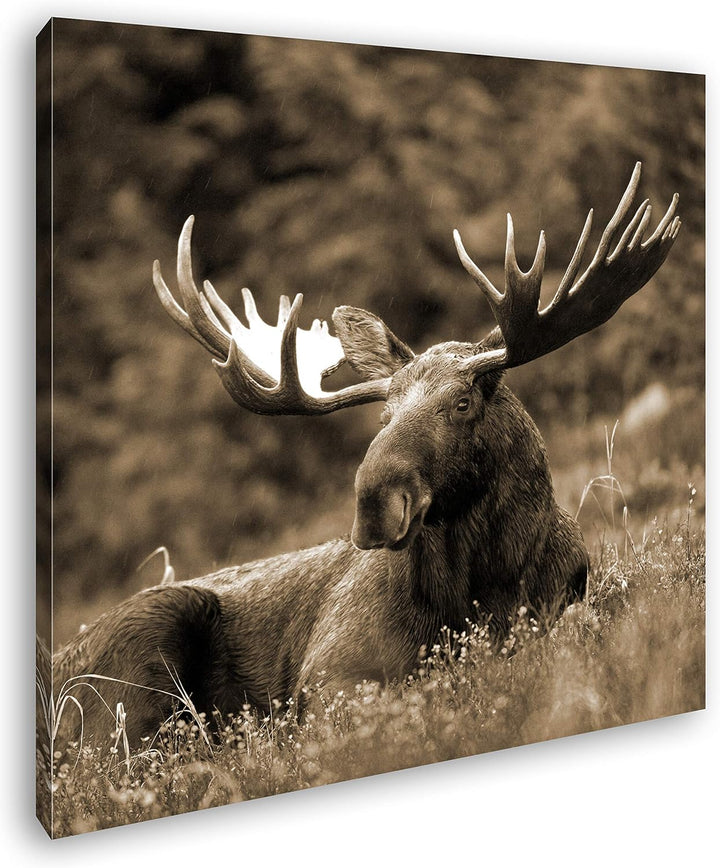 deyoli ruhig liegender Elch Format: 60x60 Effekt: Sepia als Leinwandbild, Motiv fertig gerahmt auf E